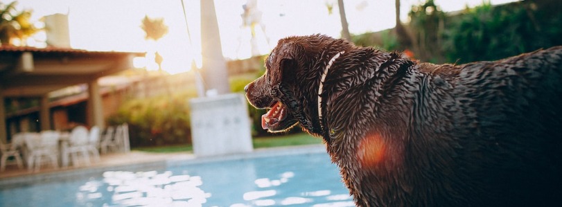 Sunny Isles Beach Dog Friendly Hotels