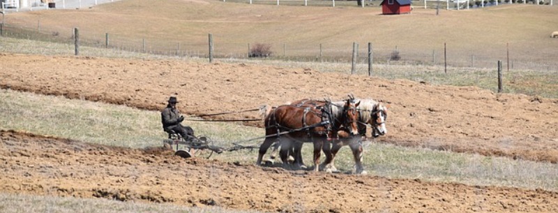 Schrock's Amish Farm and Home