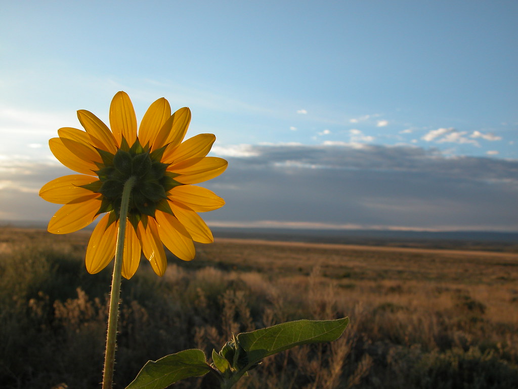 Flora and Fauna of the North Rim