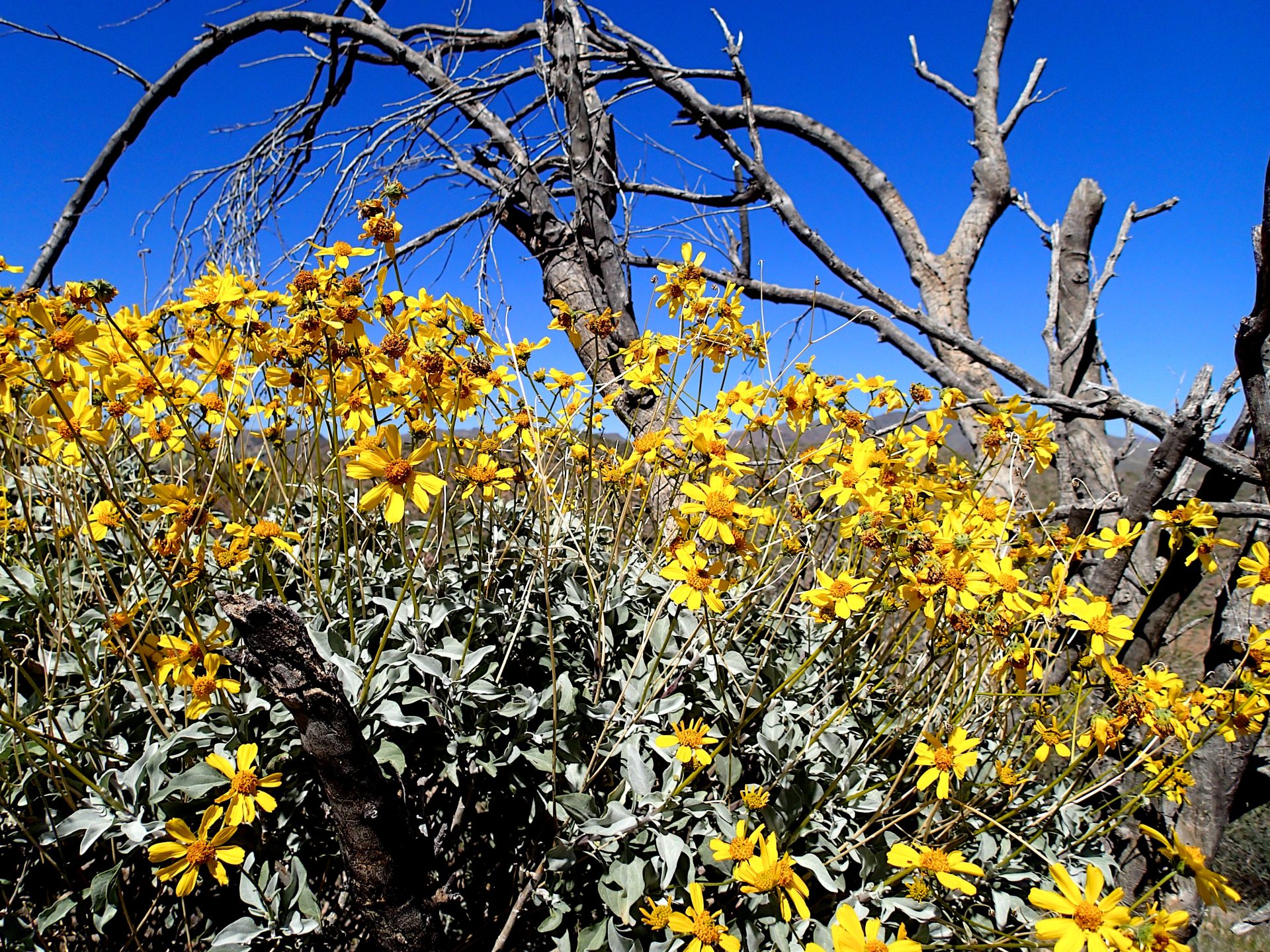 Sonoran Desert Trail