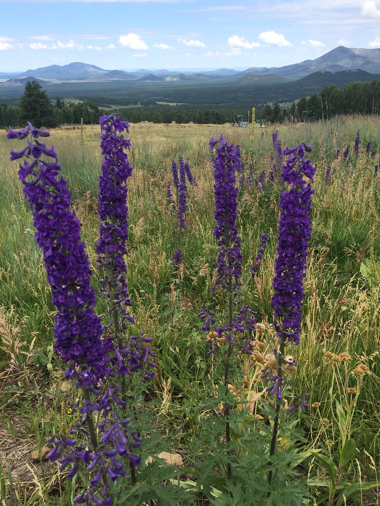 Arizona Wildflowers 