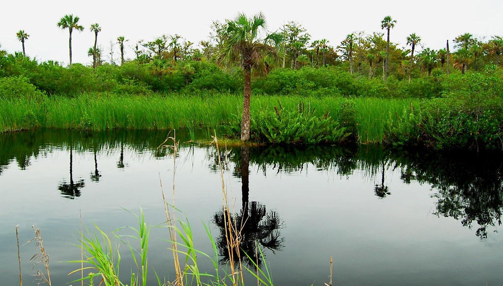 A Taste of the Everglades