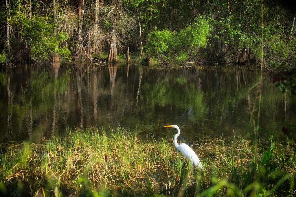 Big Cypress National Preserve