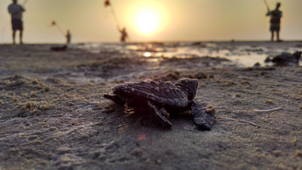 Padre Island National Seashore