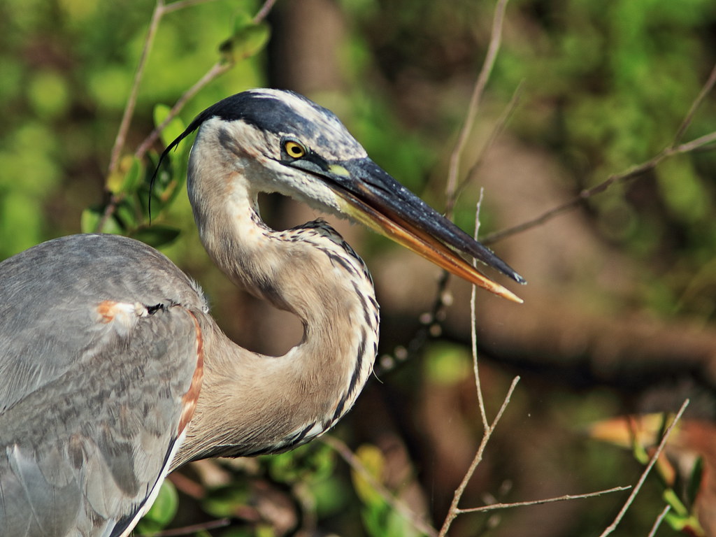 Great Blue Heron