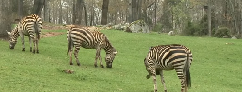 Asheboro NC Zoo