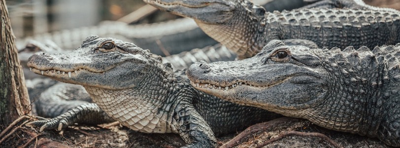 Alligator Farm St. Augustine