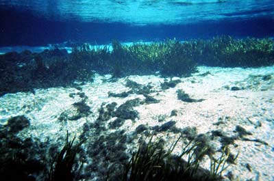 An underwater view of Silver Glen Springs