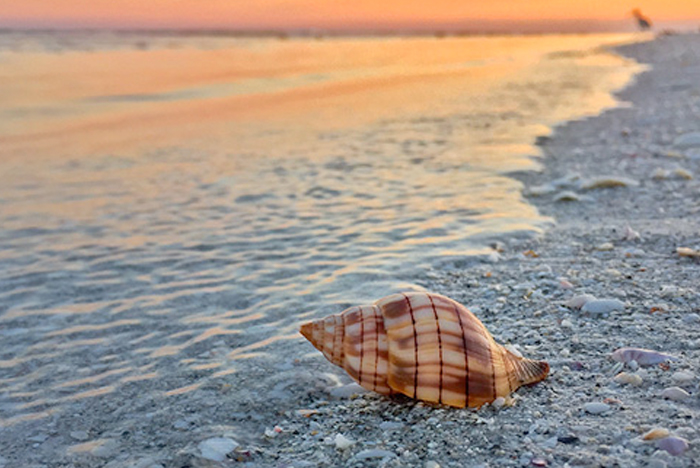 Captiva and Sanibel island shelling, florida beaches, florida shelling