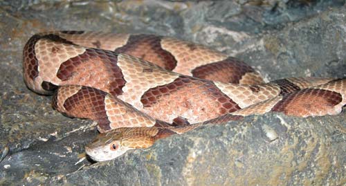 Copperhead