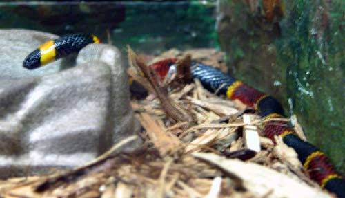 Coral snake