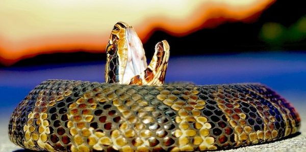 Snakes in Florida – From Harmless To Not