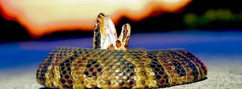 Snakes in Florida – From Harmless To Not