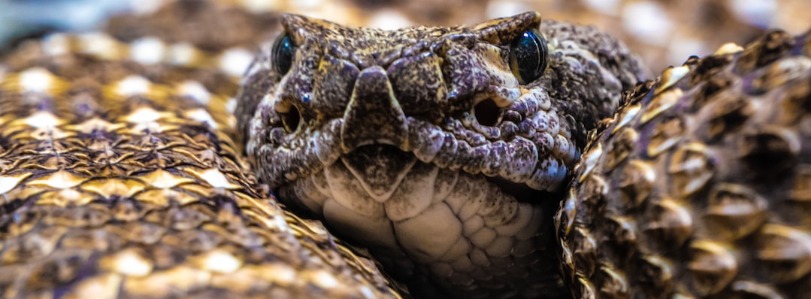 Eastern Diamondback Rattlesnake