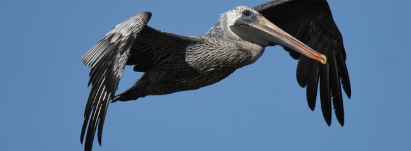 Florida Brown Pelican