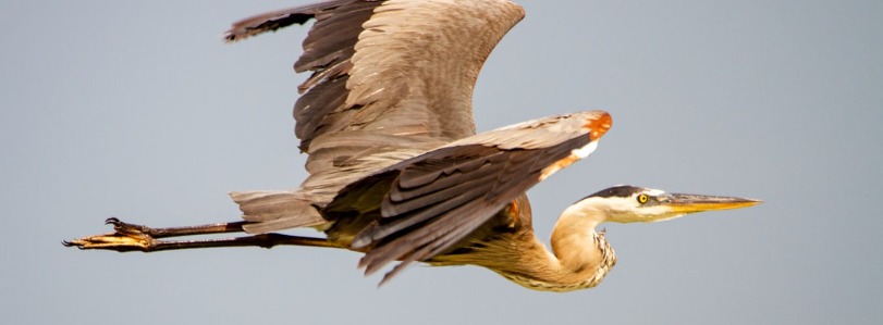 Florida Great Blue Heron