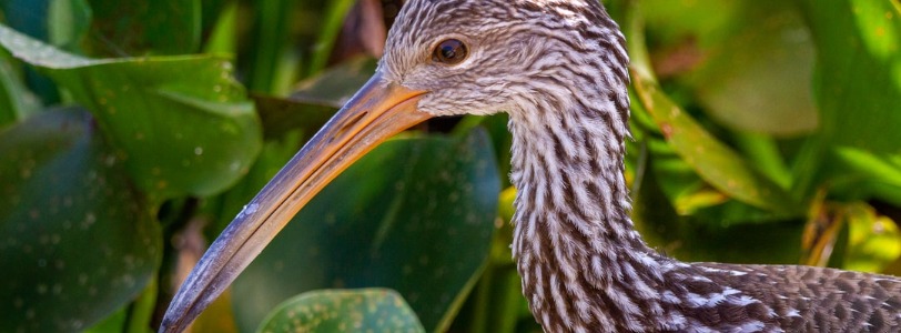 Florida Wildlife