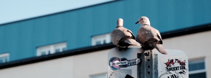 Birdwatching Tours in Central Florida