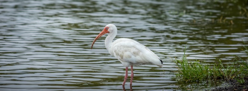 White Ibis Florida 