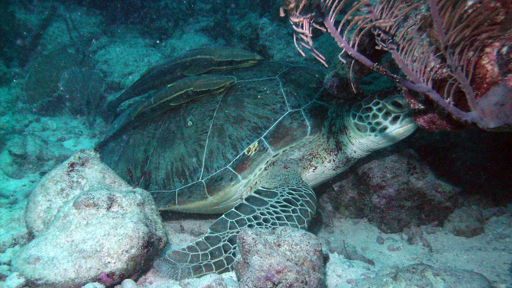 Akumal Scuba Diving