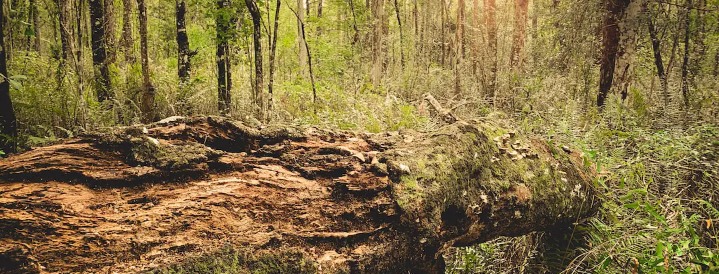 Apalachicola National Forest