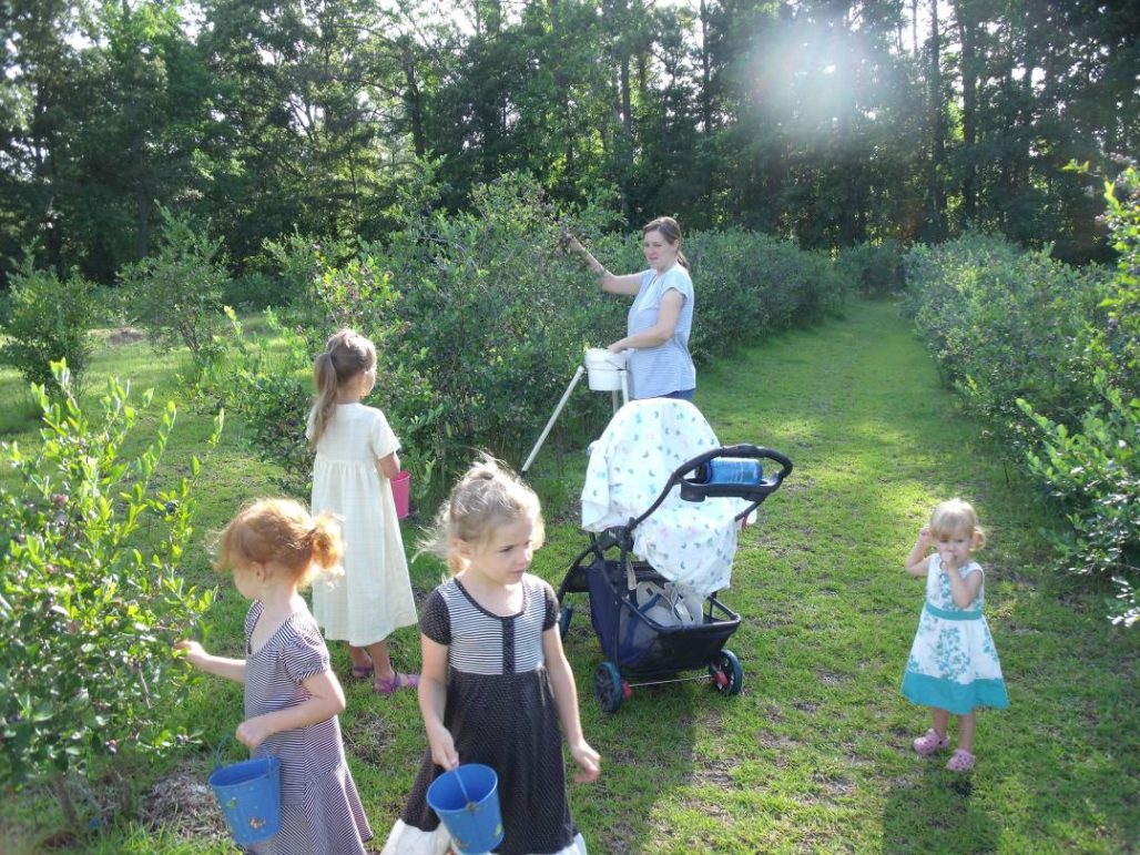 Blueberry picking