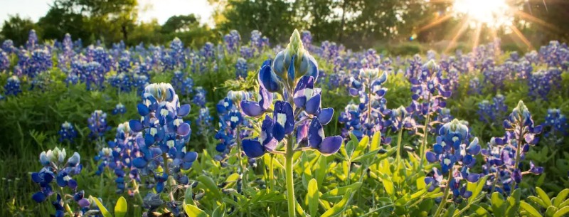 Tour The Texas Bluebonnets Near Dallas