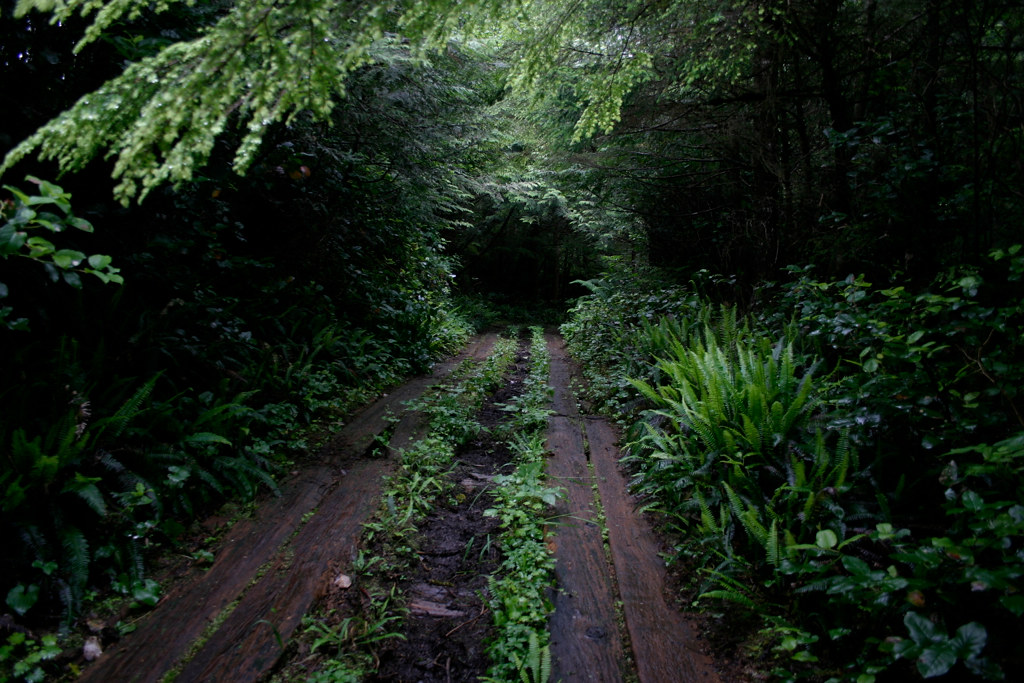 An old supply road on the lighthouse trail, Cape Scott Provincial Park, North Vancouver Island, BC