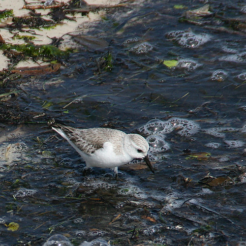 Sanderling at the Cedar Key Beach