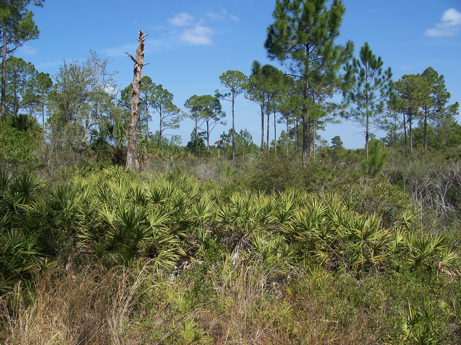 Cedar Key Scrub State Reserve