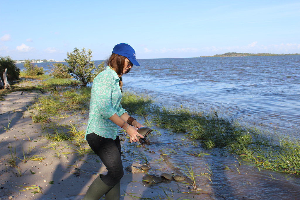 Horseshoe Crab Citizen Science Project Cedar Key