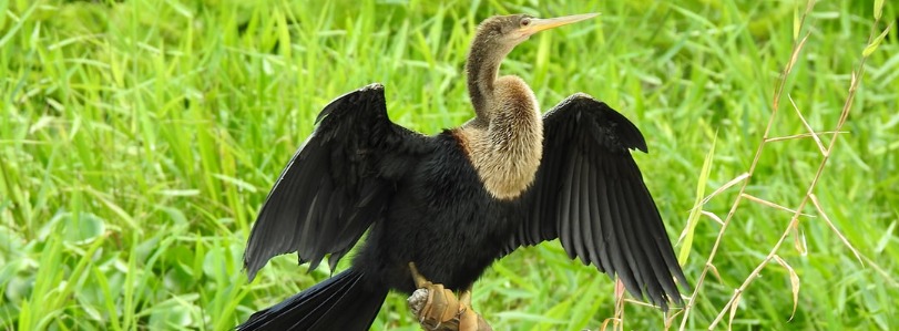 florida Anhinga