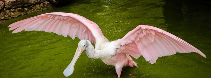 florida Roseate Spoonbill