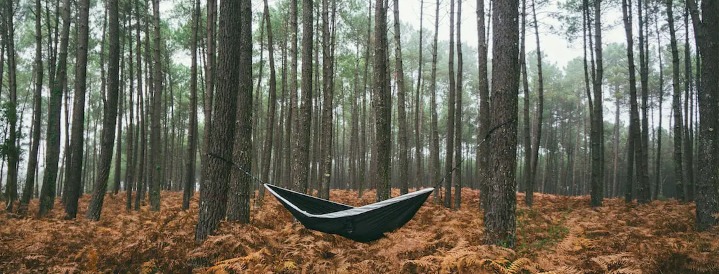 Gulf Hammock Florida