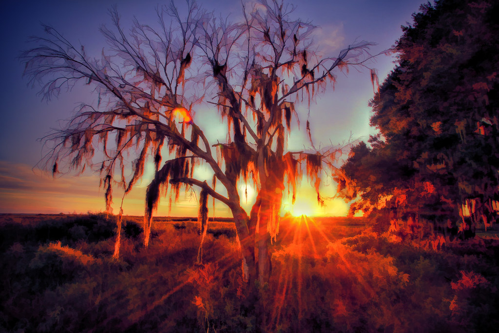 Paynes Prairie Preserve State Park Sunset