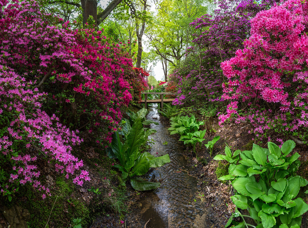 Isabella Plantation, Richmond Park, London