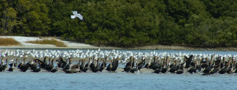 steinhatchee florida