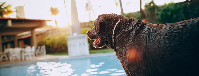 Pet-Friendly Hotels Near Universal Studios