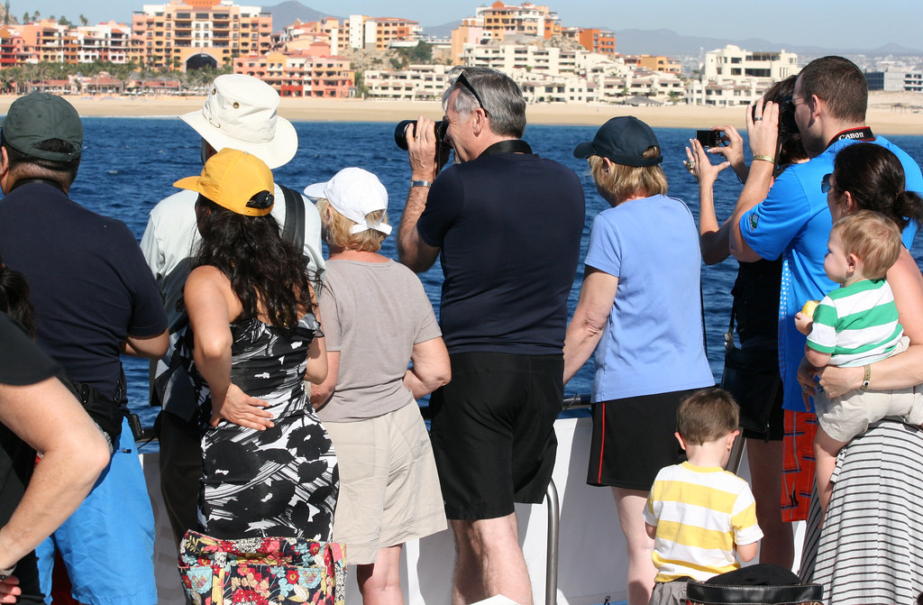 Whale Watching in Cabo San Lucas