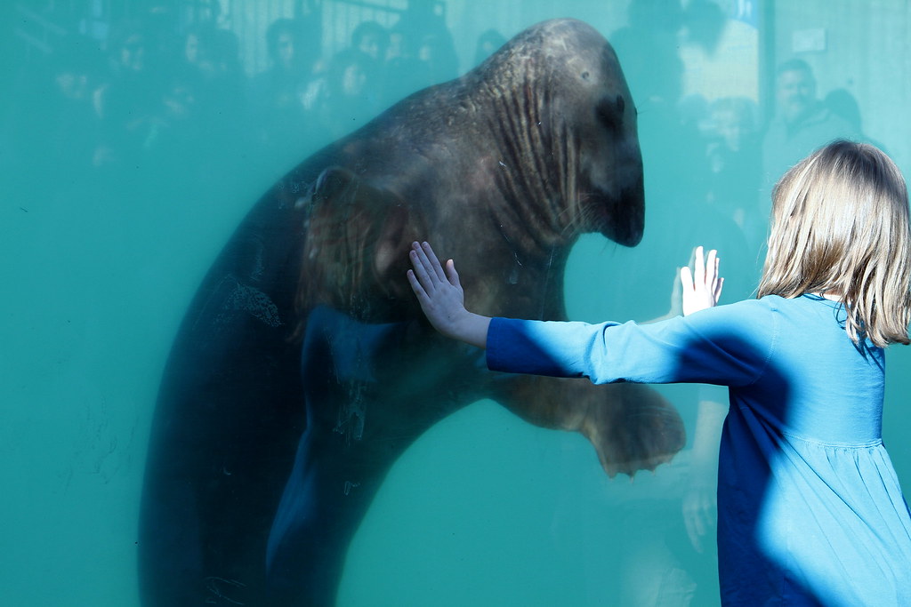 Adventure Aquarium Seal