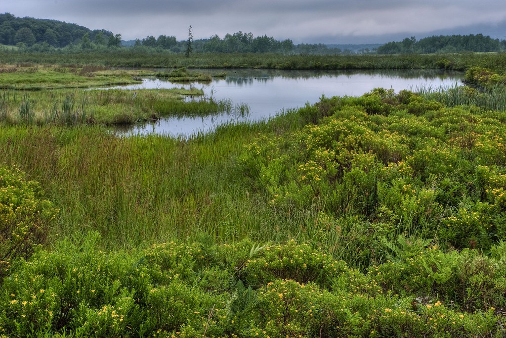 Camp 71 Beaver Pond, Canaan Valley Refuge