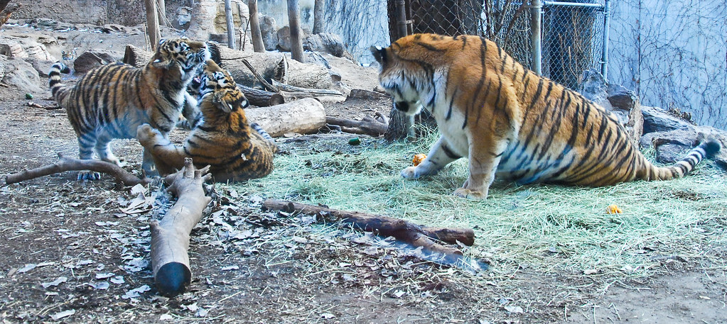 Mom Watching Cubs Play - Denver Zoo, Colorado