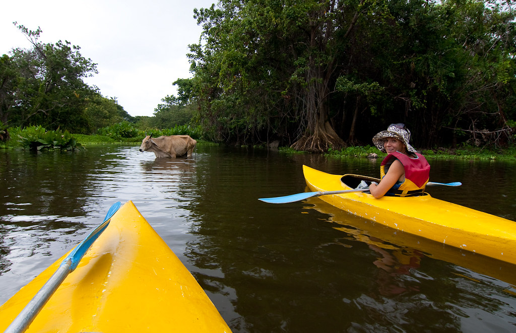 Kayaking with cows, Granada Islets