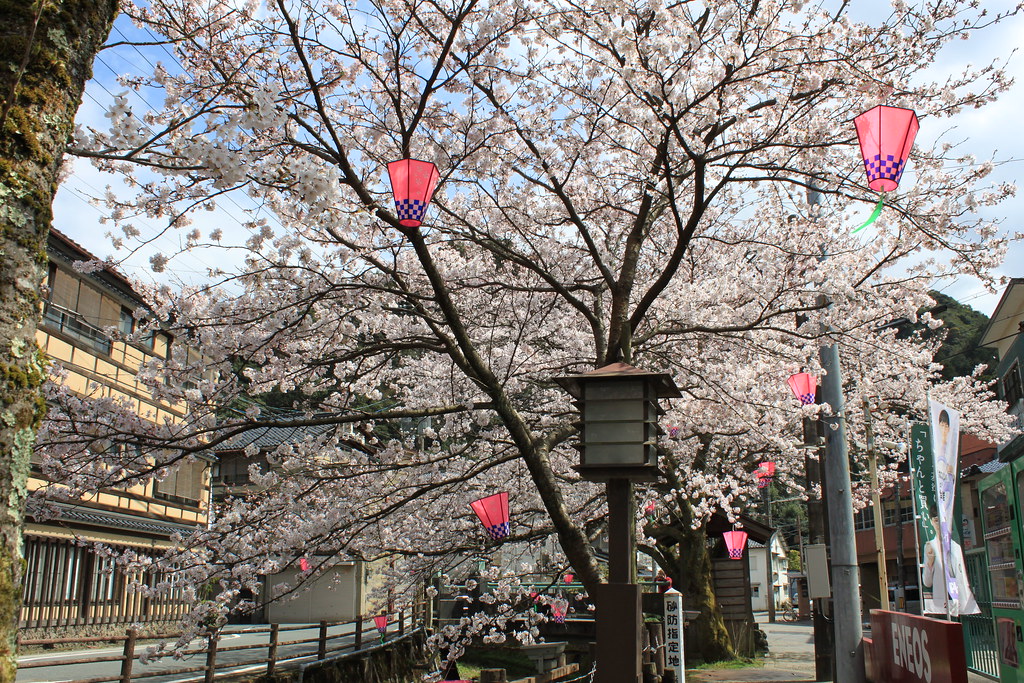 Sakura / Kinosaki Onsen