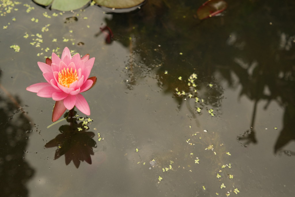 Lotus Kenilworth Aquatic Gardens