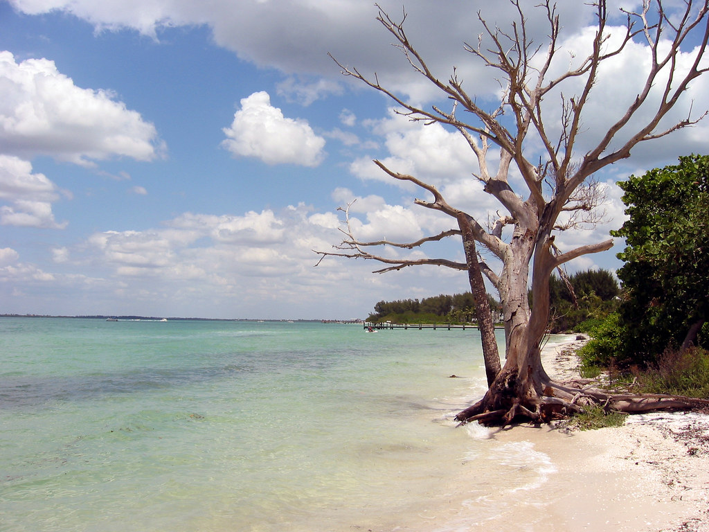 lovely tree on Sanibel Island