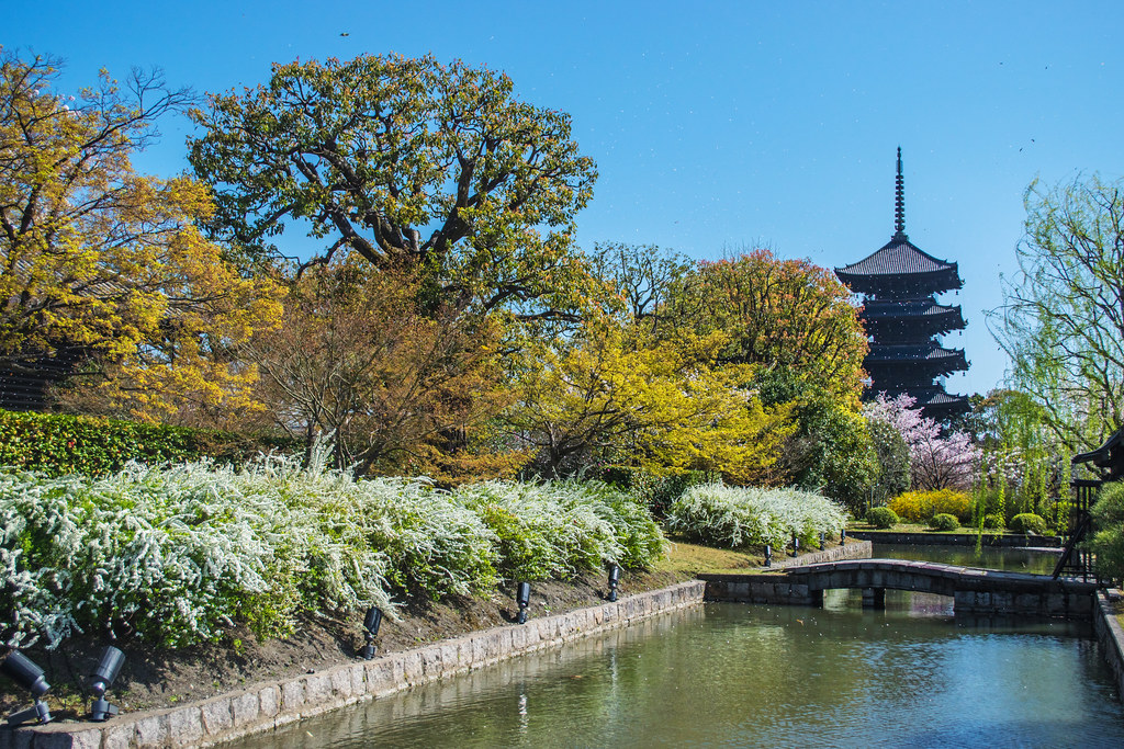 Toji Temple Sakura - Kyoto, Japan