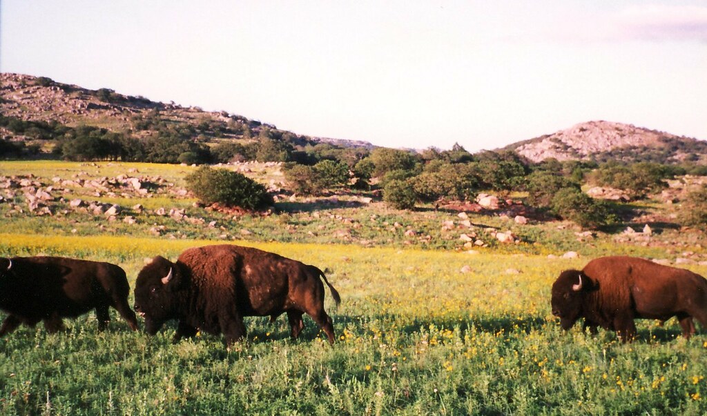 Wichita Mountains Wildlife Refuge